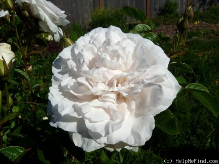'Sir Thomas Lipton' rose photo