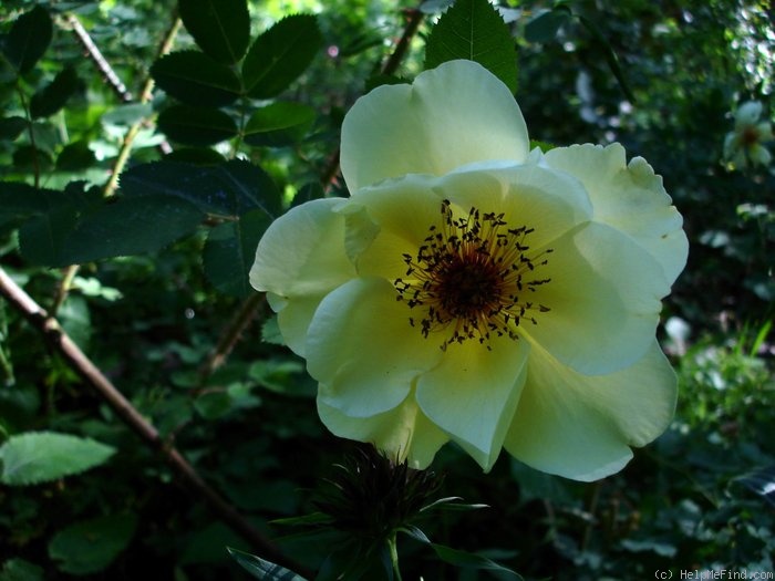 'Aïcha' rose photo