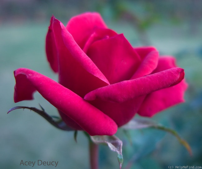 'Acey Deucy ™' rose photo