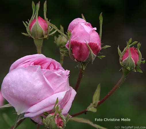 'Bacchante' rose photo