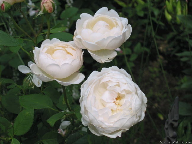 'Glamis Castle' rose photo
