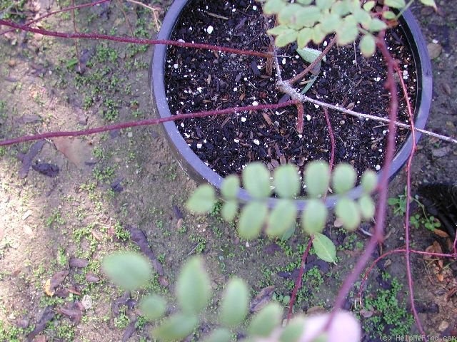 '1-72-1Hugonis' rose photo