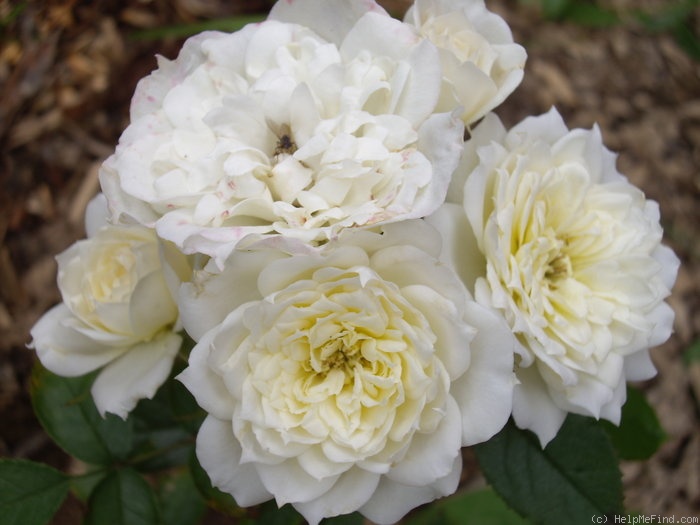 'Bridal Meillandina' rose photo