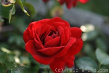 'Amadeus ™ (LCl, Kordes 2003)' rose photo