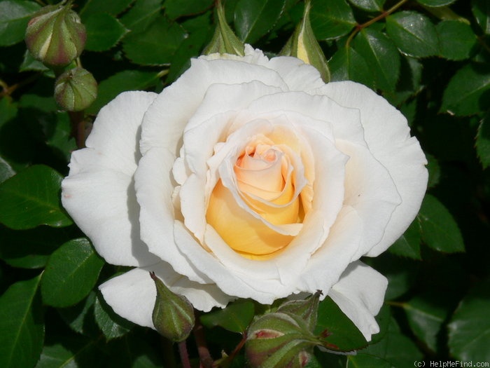 'Poustinia' rose photo