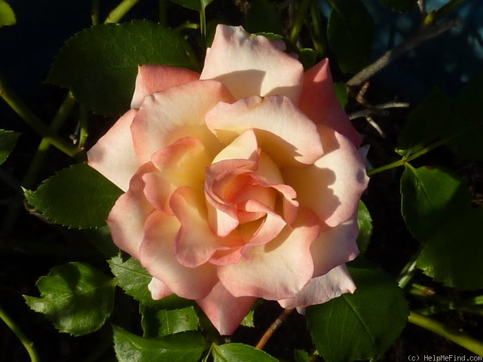 'The Soroptimist Rose' rose photo