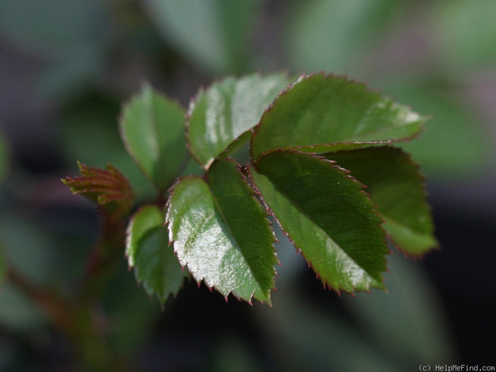 'Marriotta' rose photo