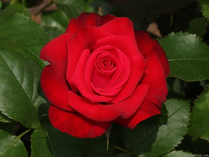'Power Point™' rose photo