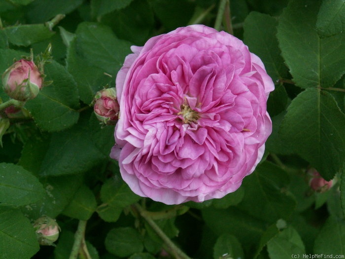'Jana (gallica)' rose photo
