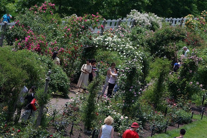 'Cranford Rose Garden'  photo