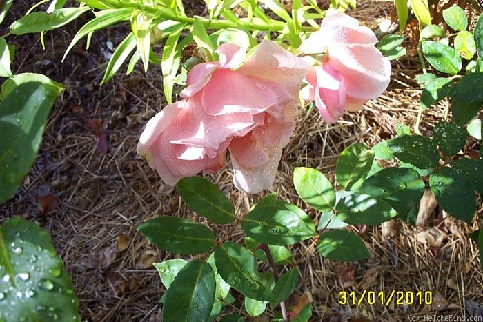 'Mrs. Arthur Robert Waddell' rose photo