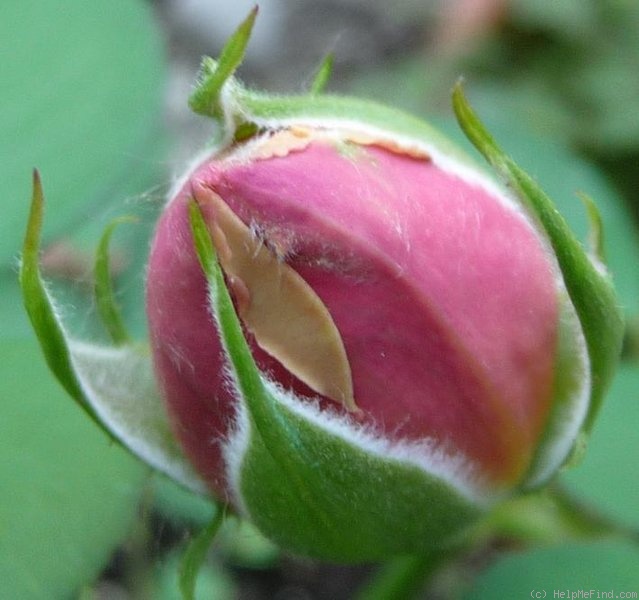 'Heimkehrer' rose photo