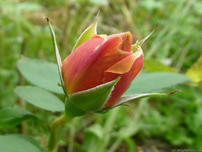 'Heimkehrer' rose photo