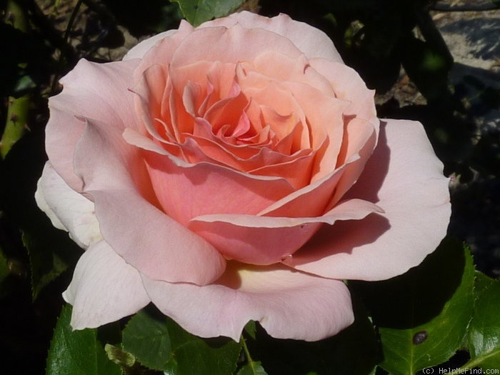 'Poesie (grandiflora, Warriner, 1987)' rose photo