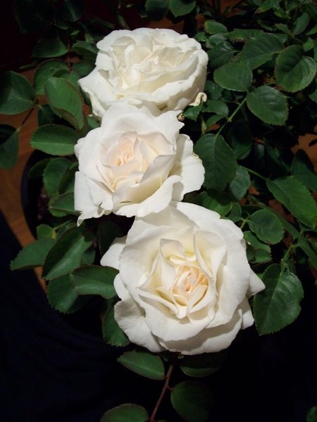 'Brindabella Bouquet' rose photo