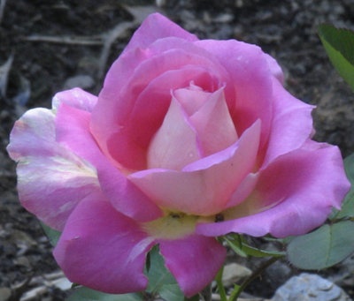 'Trump Card ™' rose photo
