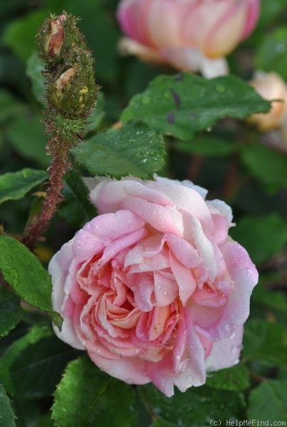 'Robert Léopold' rose photo