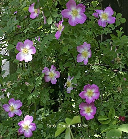 'Glory of Edzell' rose, click to enlarge 'Glory of Edzell' rose photo