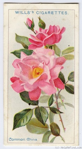 'Common China' rose photo
