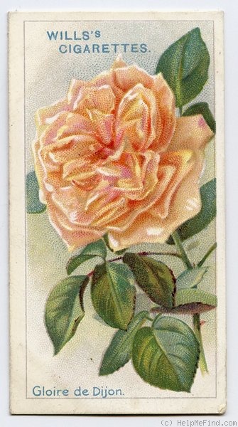 'Gloire de Dijon (Tea Noisette, Jacotot 1850)' rose photo
