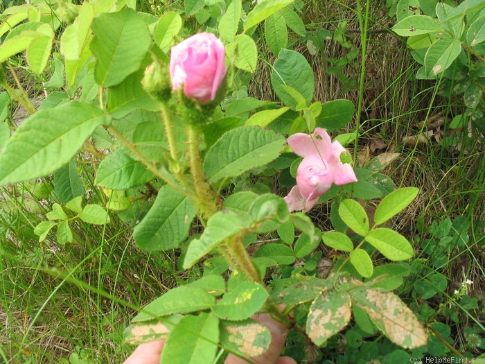 'La Diaphane' rose photo