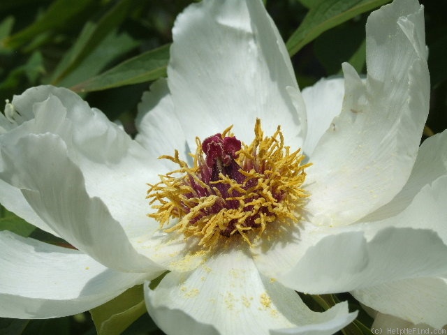 '<i>P. ostii</i> T. Hong & J. X. Zhang' peony photo