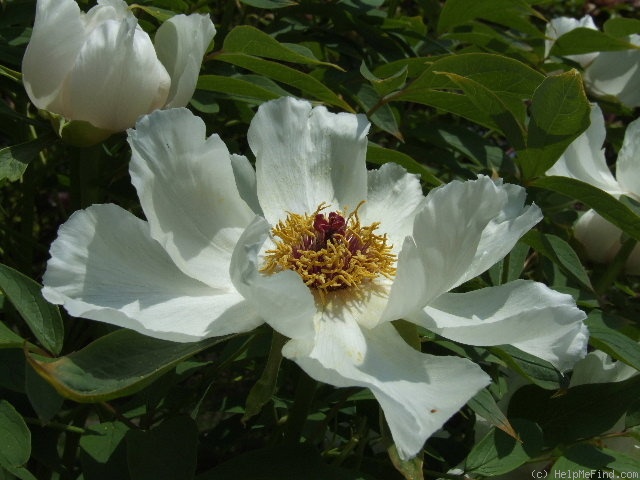 '<i>P. ostii</i> T. Hong & J. X. Zhang' peony photo