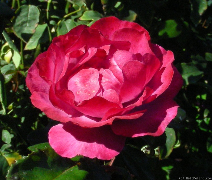 'Marie Osmond' rose photo