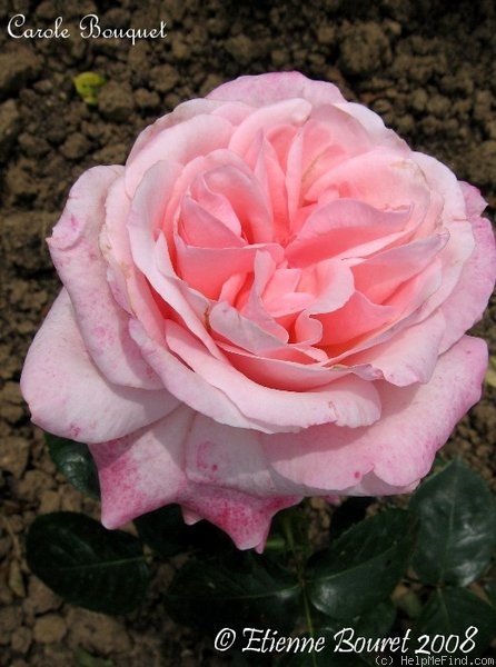 'Carole Bouquet' rose photo