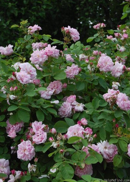 'Geschwinds Nordlandrose' rose photo