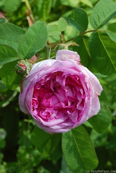 'Daphné (gallica, Vibert, 1819)' rose photo