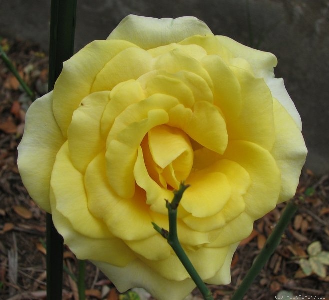 'Saint Patrick (hybrid tea, Strickland 1986)' rose photo