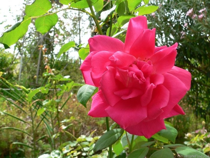 'Grande Duchesse Charlotte' rose photo