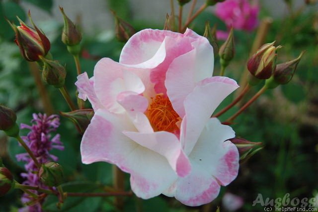 'Citron-Fraise ®' rose photo