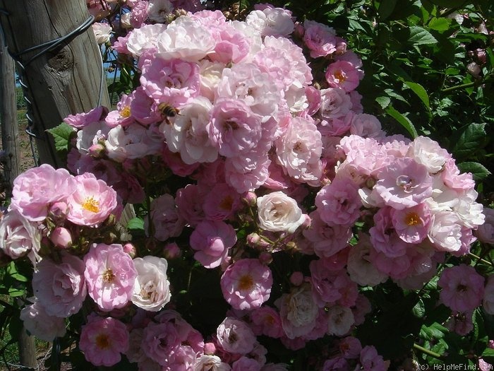 'Bonny ® (rambler, Kordes, 1998)' rose photo