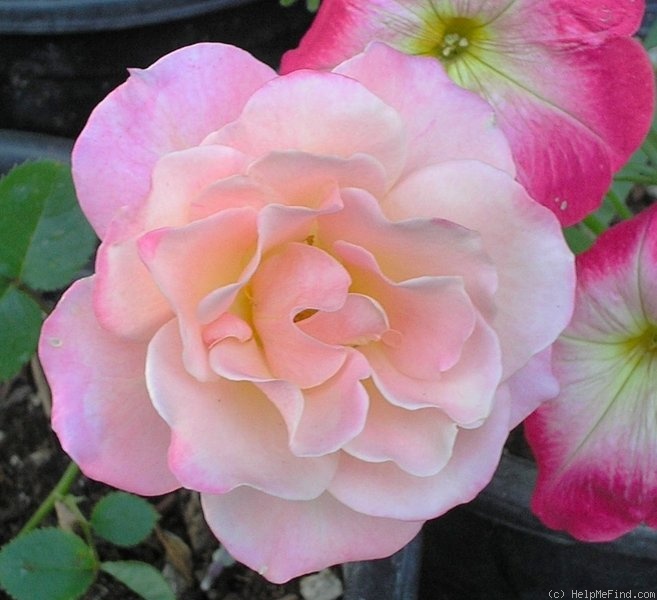 'Almondeen' rose photo