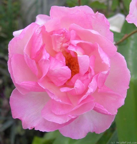 'Duchesse de Brabant' rose photo
