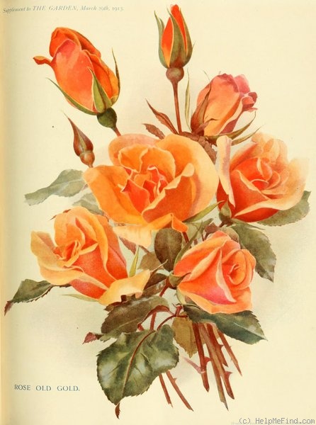 'Old Gold (hybrid tea, McGredy, 1913)' rose photo