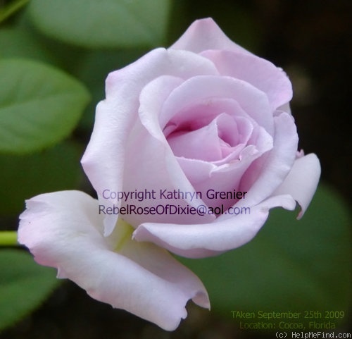 'Blue Girl® (hybrid tea, Sauvageot/NIRP, 2008)' rose photo