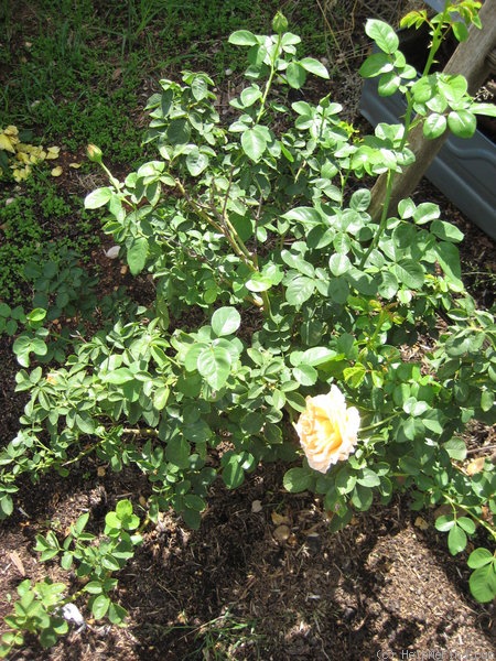 'Desert Glo' rose photo