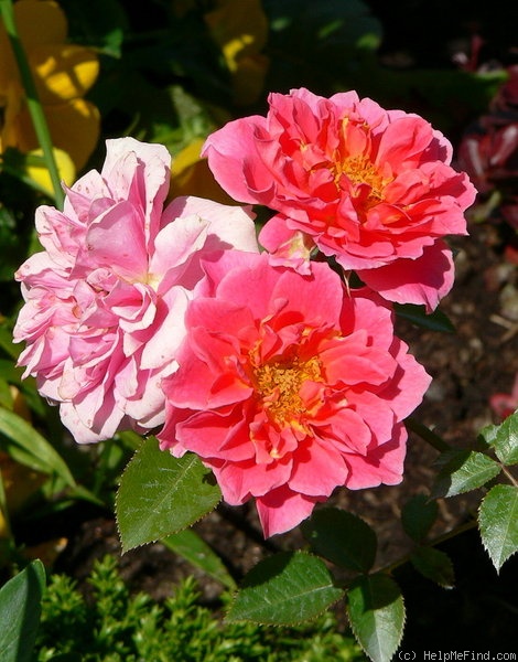 'Make A Wish (miniature, Mehring 1996)' rose, click to enlarge 'Make A Wish (miniature, Mehring 1996)' rose photo