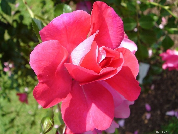 '<i>Rosa kordesii</i> H. Wulff' rose photo