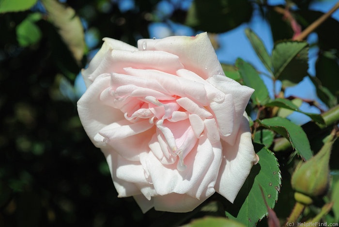 'Mistress Bosanquet' rose photo