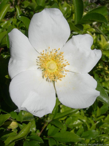 '<i>R. laevigata</i>' rose photo