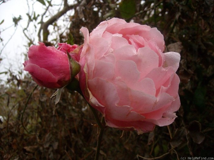 'Brother Cadfael' rose photo