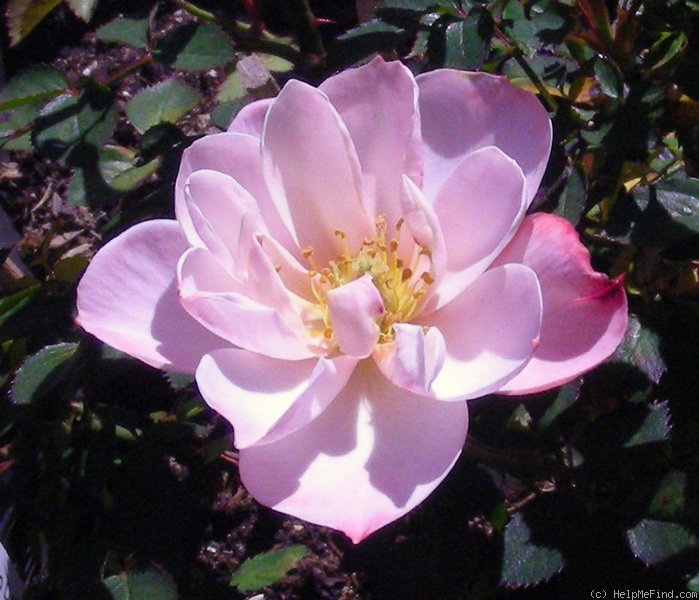 'Halo Dolly' rose, click to enlarge 'Halo Dolly' rose photo