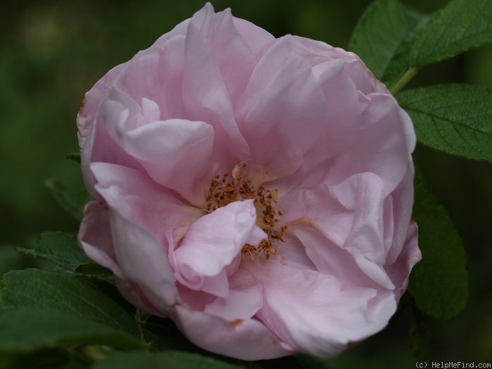 'Amélia (alba, Vibert, 1823)' rose photo