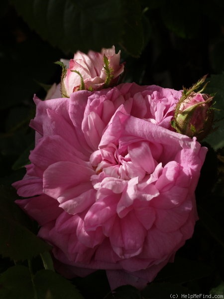 'René d'Anjou (perpetual moss, Robert, 1853)' rose photo