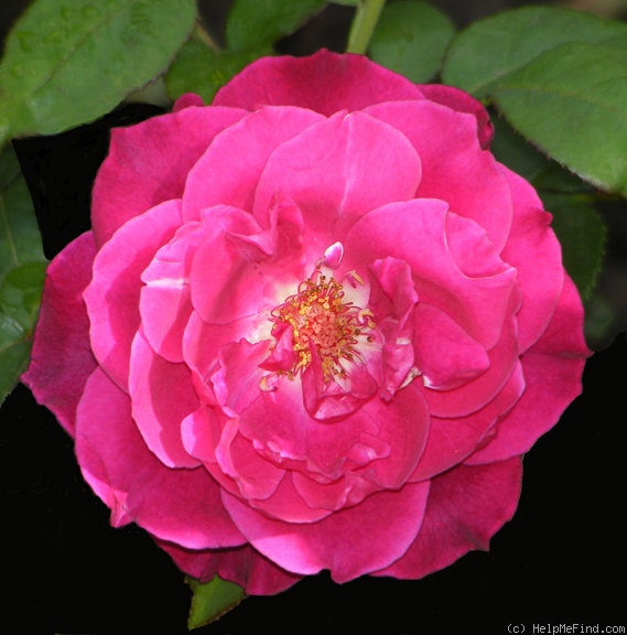 'Intrigue (floribunda, Warriner 1982)' rose photo