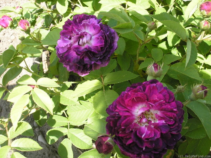 'Ombrée Parfaite' rose, click to enlarge 'Ombrée Parfaite' rose photo
